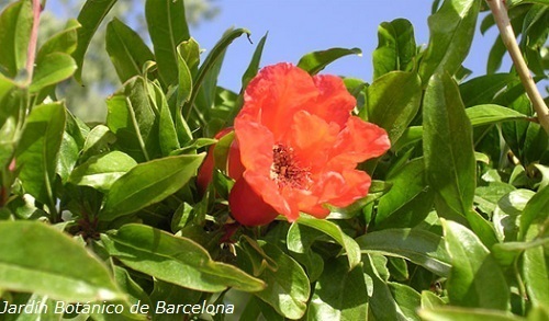 Jardines botánicos para niños