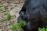 Cabárceno: naturaleza en estado puro