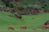 Cabárceno: naturaleza en estado puro