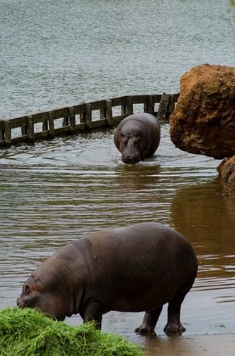 Cabárceno: naturaleza en estado puro