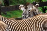 Cabárceno: naturaleza en estado puro