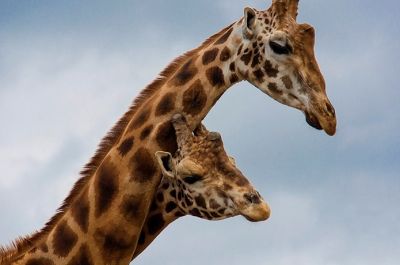 Cabárceno: naturaleza en estado puro